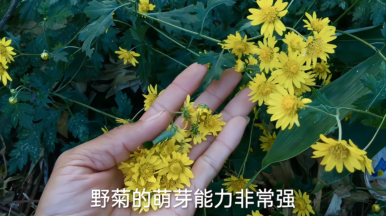 [图]路边没人注意的野菊花，不仅能当茶喝还有那么多好处，你都知道吗