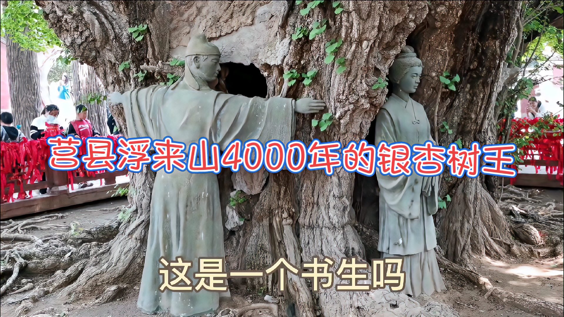 [图]莒县浮来山4000年的银杏树王,7搂八揸1媳妇粗!好客山东欢迎你!