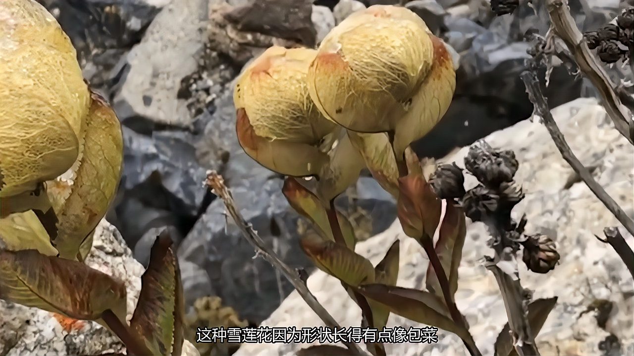 [图]苞叶雪莲,一层层的花瓣是保护种子的,冬季它的种子已经成熟了