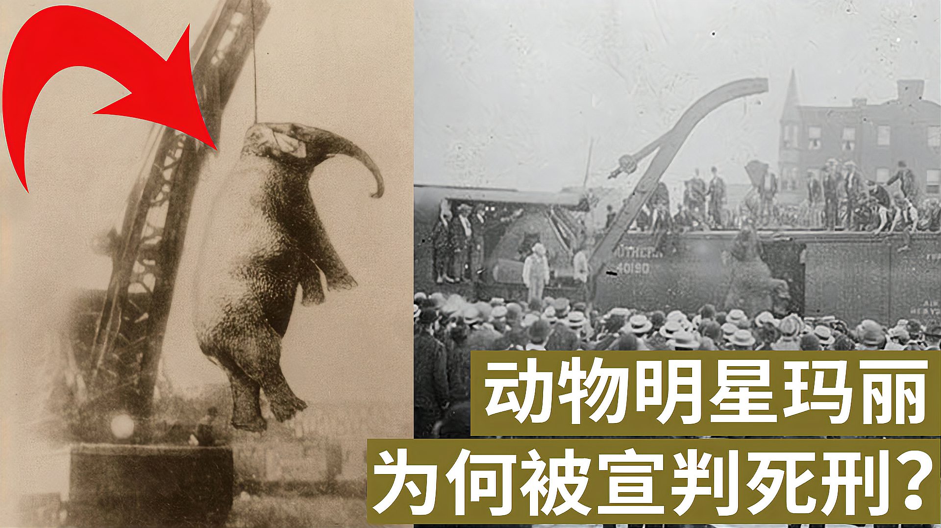 [图]1916年的大象明星玛丽,为何被处以绞刑?它经历了什么?