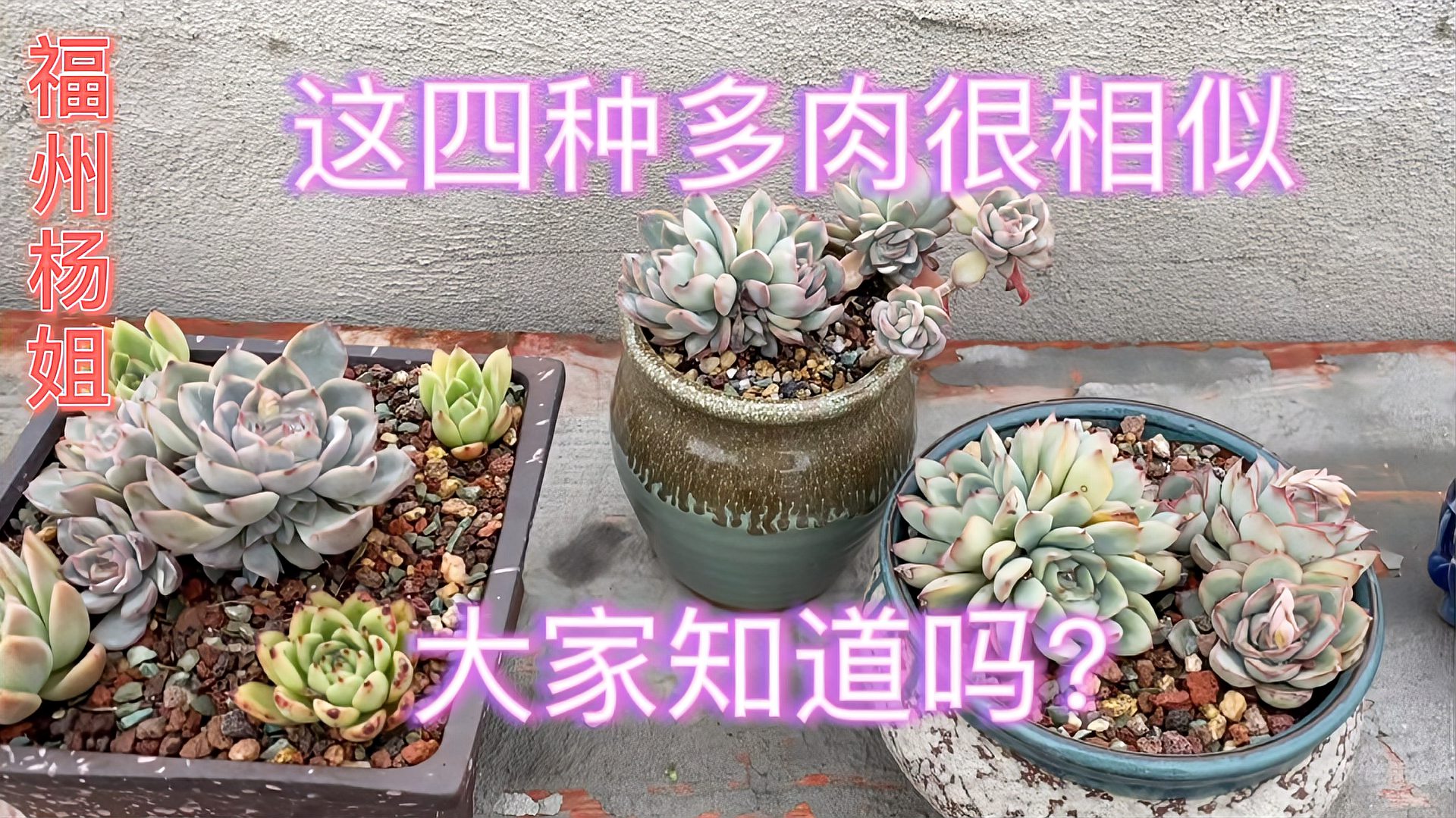 [图]发现四种相似的多肉,月光女神花月夜雨燕座猎户座,大家知道吗?