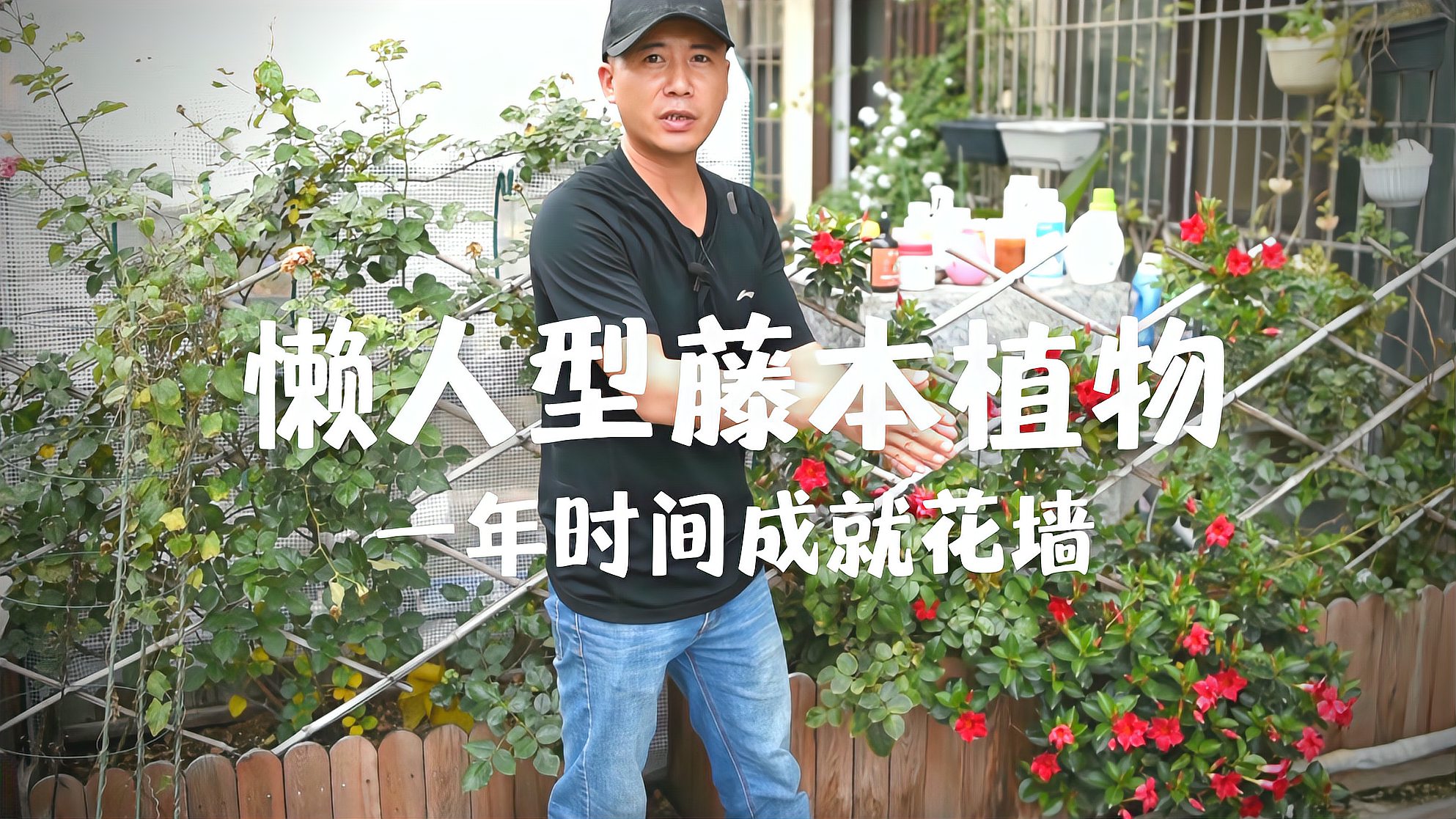 [图]最适合懒人养的藤本植物,省心没有病虫害,一年时间成就花墙