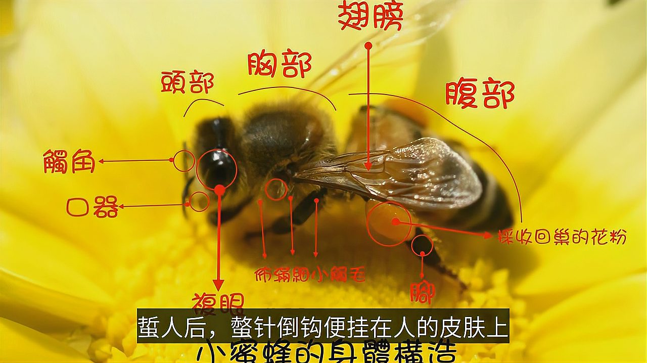 [图]动物世界:蜜蜂与黄蜂