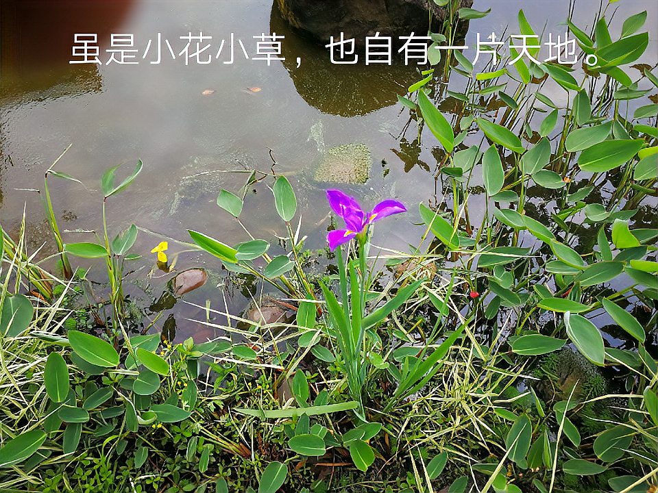 [图]初夏己至,情景依旧。