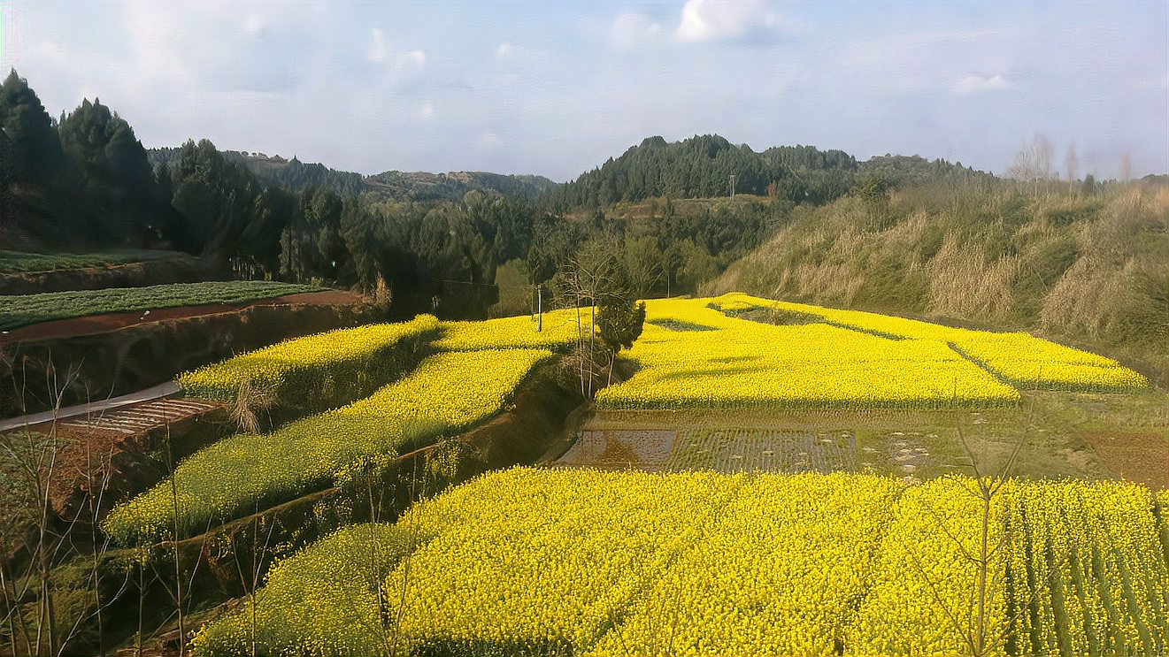 [图]大美,春天你好,坐上火车去看油菜花