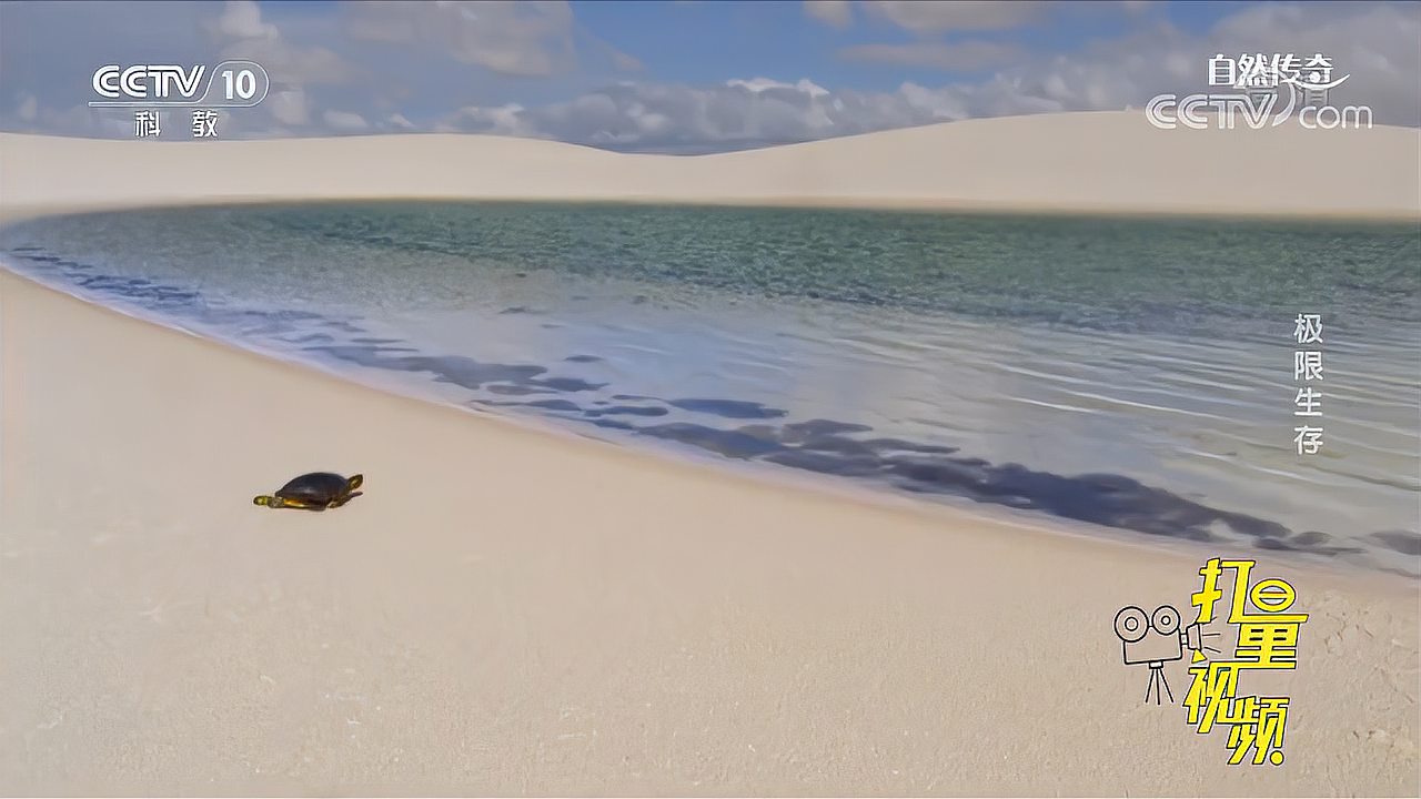 [图]沙漠里下了场雨,各种水生物竟冒了出来!真是太神奇|自然传奇