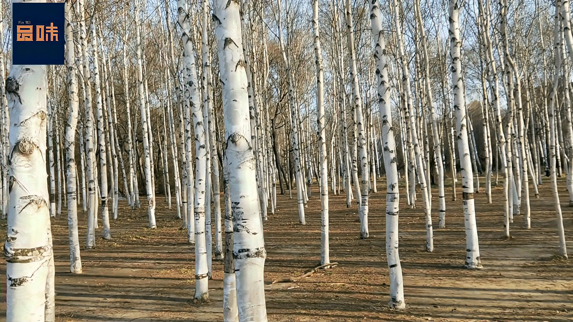 [图]深秋时节,南湖公园里的这片白桦林,绝对是休闲散步的好地方