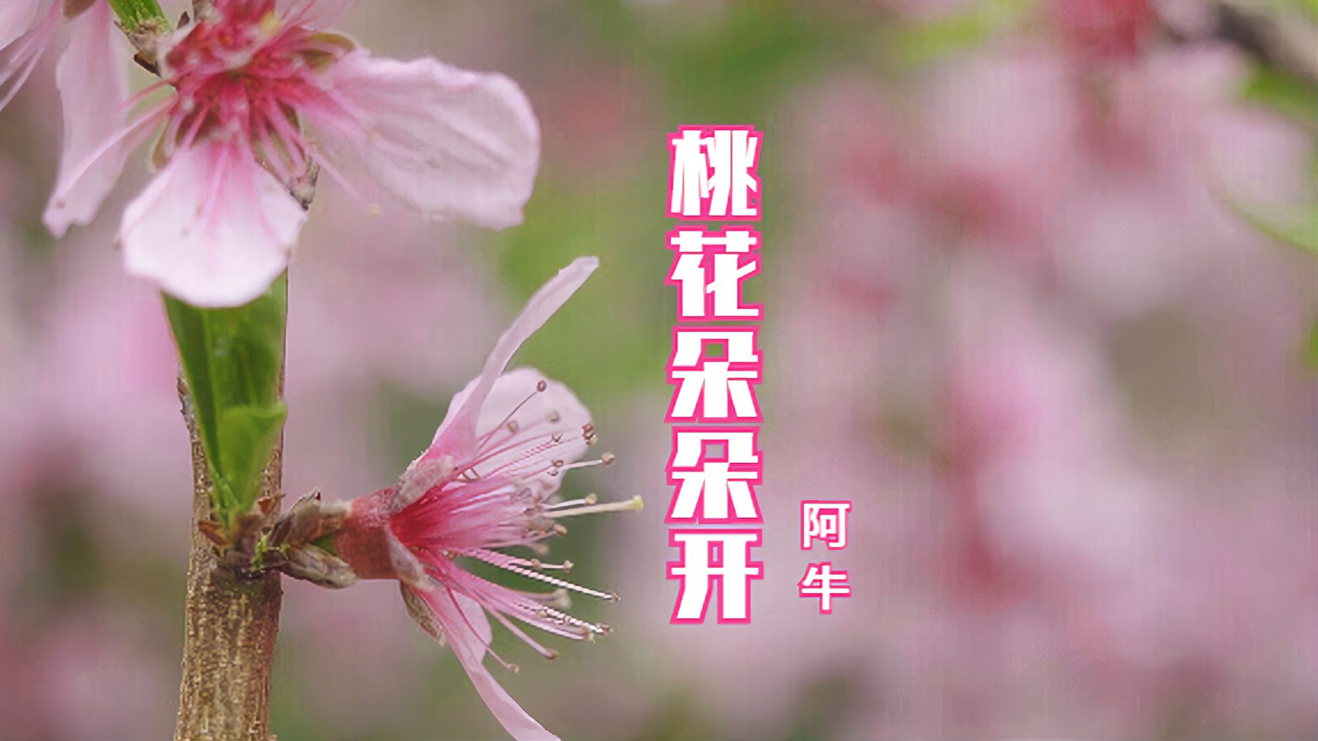 [图]「阿牛」桃花朵朵开｜喜庆歌曲再洗脑，“桃花朵朵”带福来