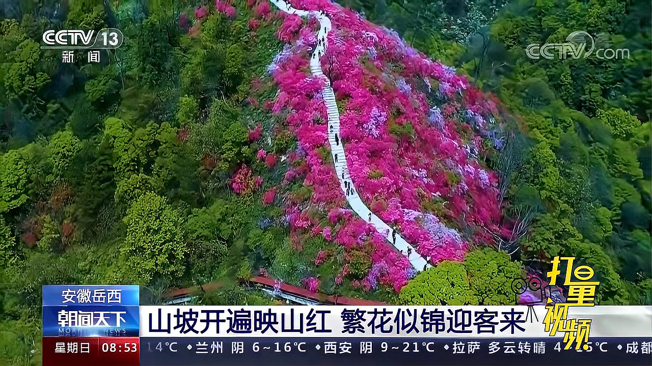 [图]安徽岳西：赴花海盛宴！山坡开遍映山红，繁花似锦迎客来