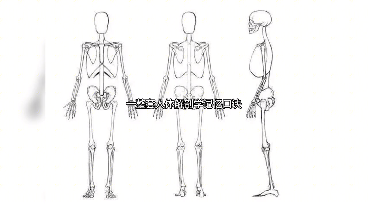 [图]医学生福利:一整套人体解剖记忆口诀顺口溜视频