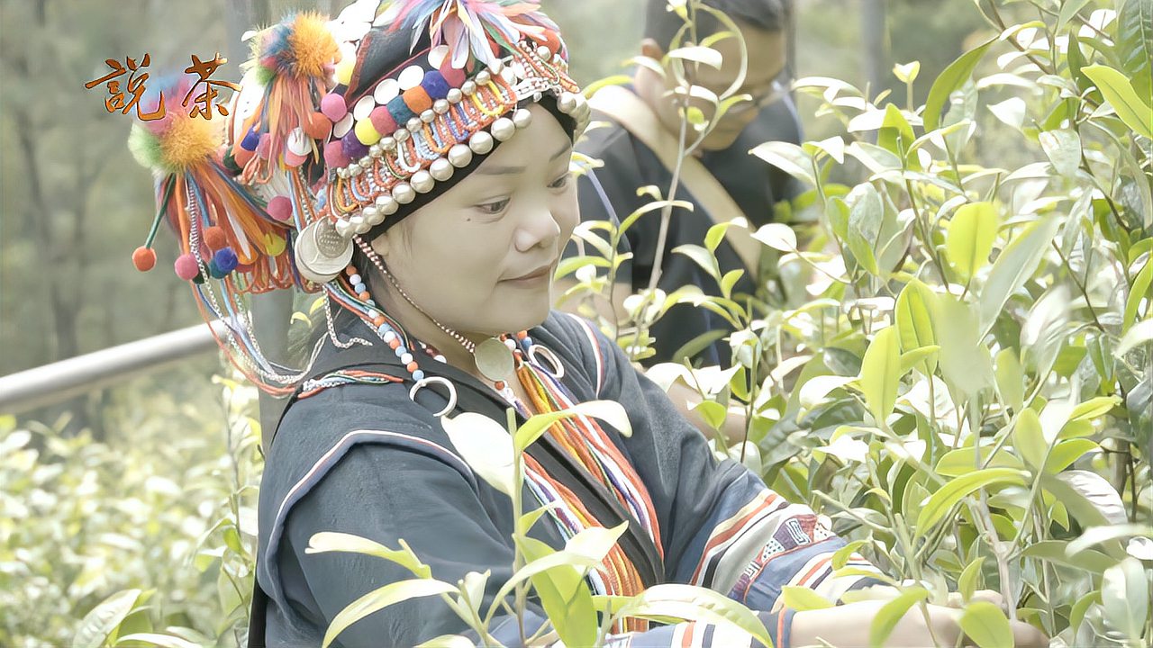 [图]【说茶·茶新闻】老班章茶王茶后今年首度保护性采摘