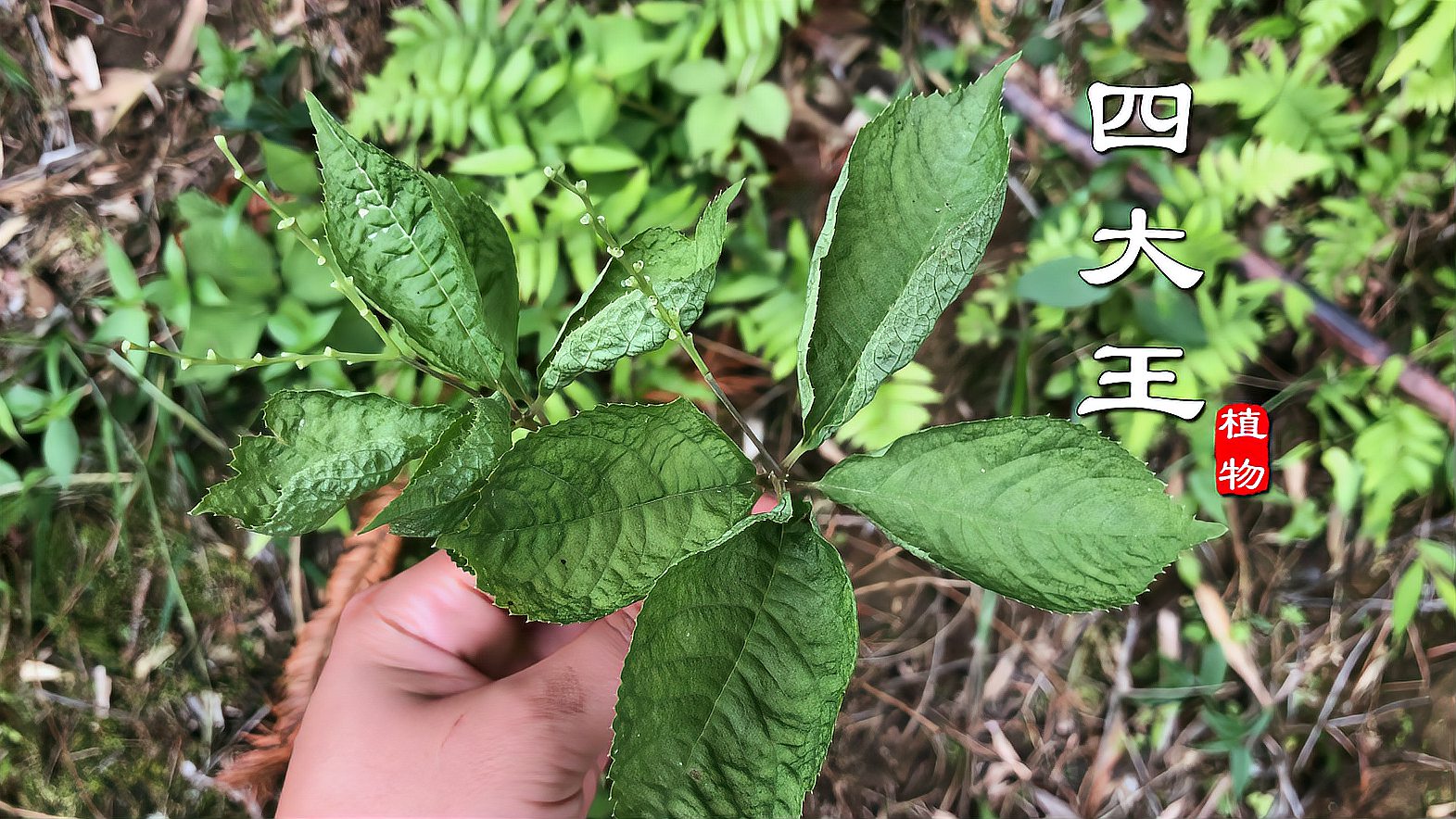 [图]注意!山里见到这植物别随意采用，它叫“及己”别名四大王，有毒