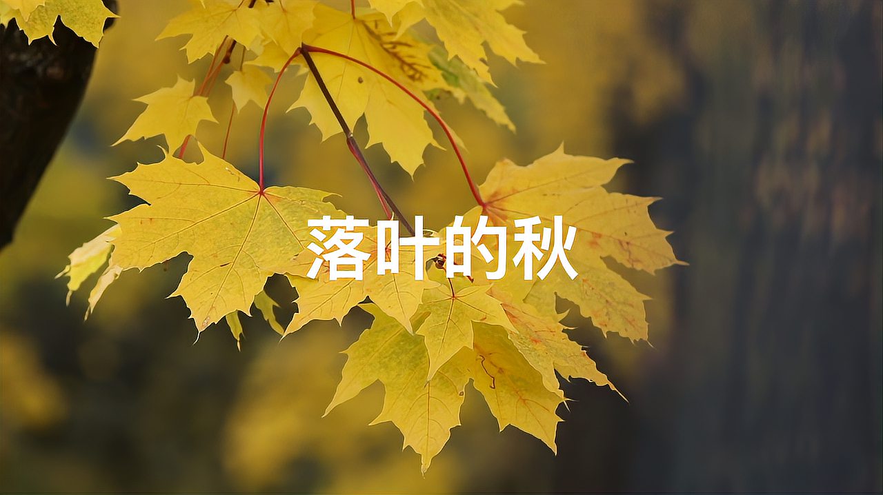 [图]又是一年秋叶黄,听云菲菲《落叶的秋》,找寻您曾经的美好与忧伤