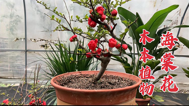 [图]耐高温抗寒冷的（海棠花），掌握这几点，开花鲜艳颜值高，真好养