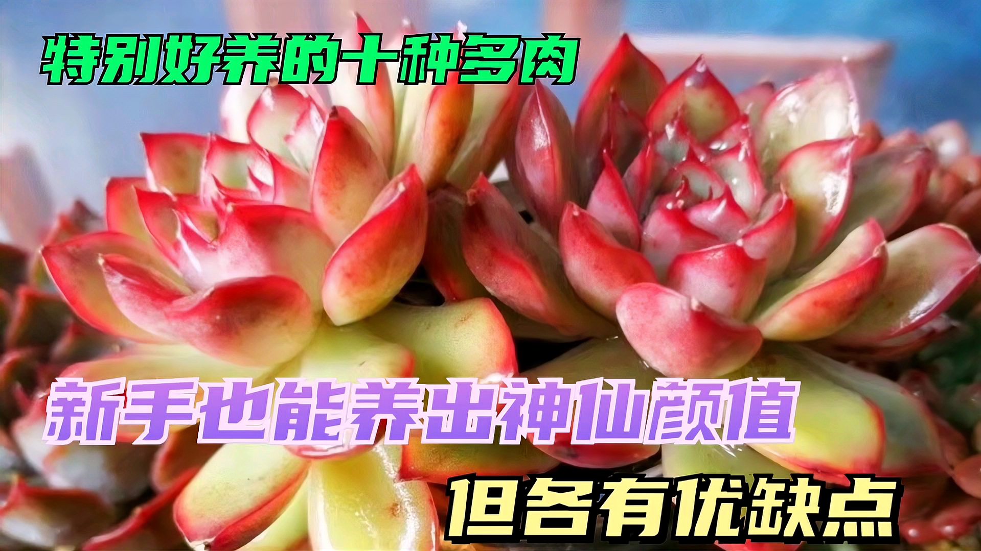 [图]养了几年多肉，发现这十种好养容易出状态，推荐给新手肉友