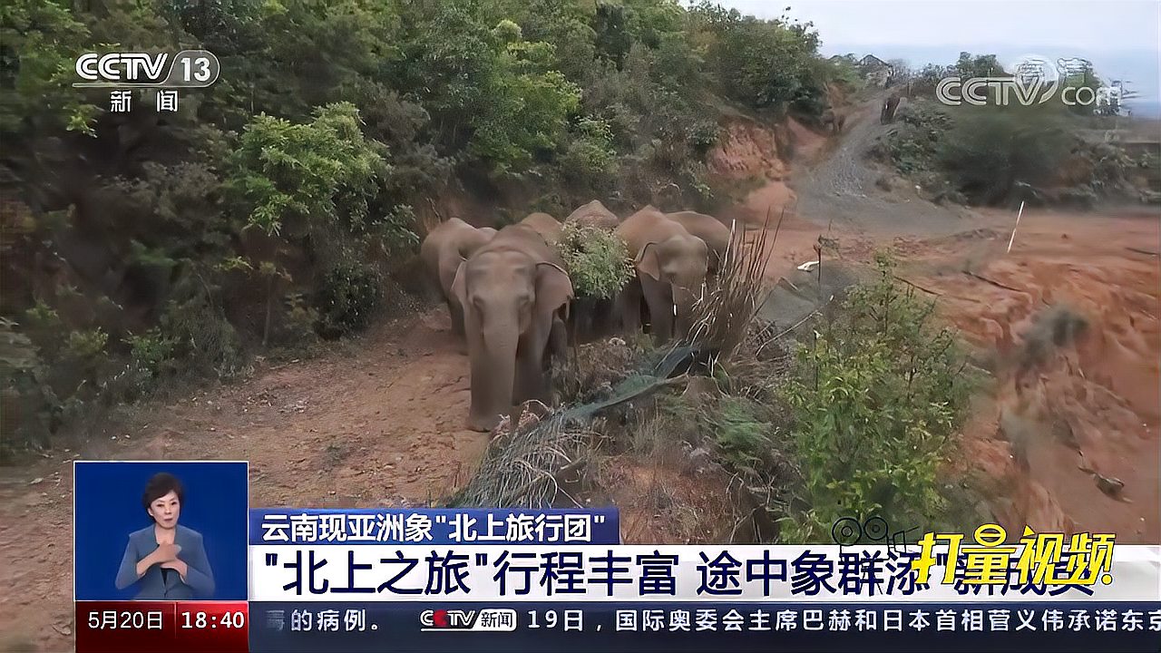 [图]云南现亚洲象“北上旅行团”，象群一年迁徙约400公里|共同关注