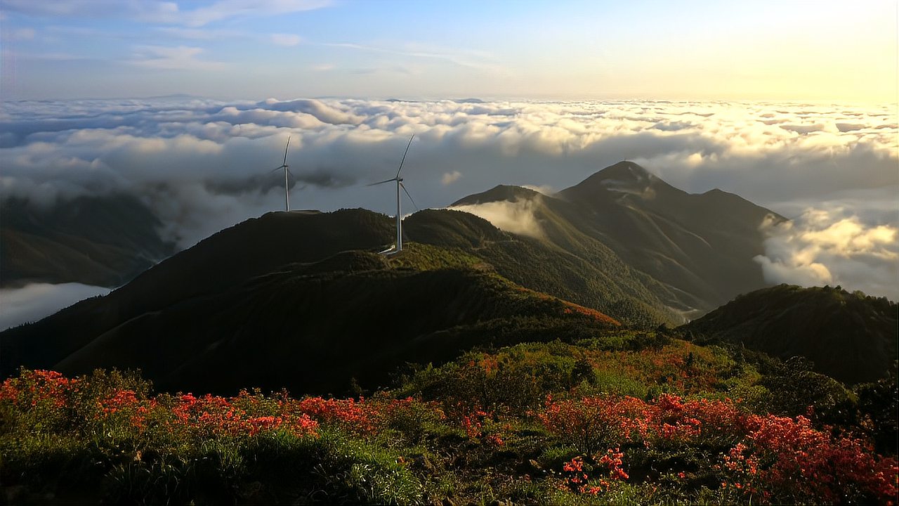 [图]在高山之巅白鹤尖,欣赏盛开在云层之上的红杜鹃