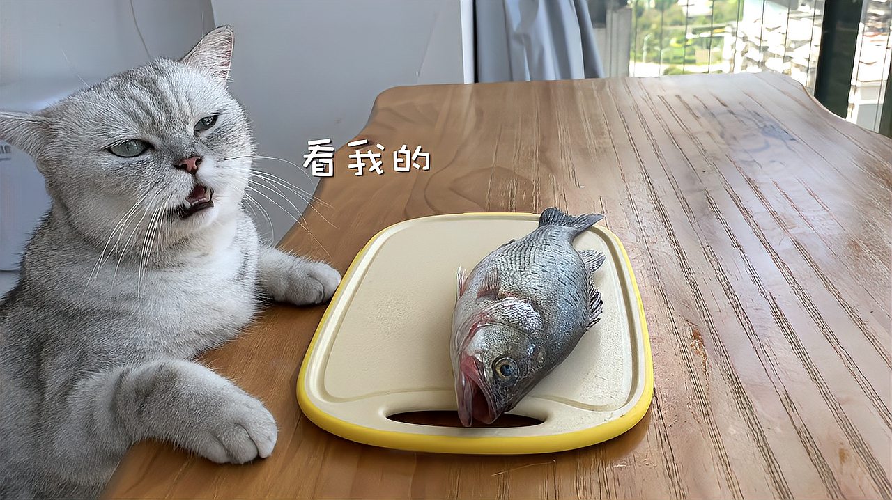 [图]鱼：谢谢你给我按摩。猫王：应该的，这样更入味