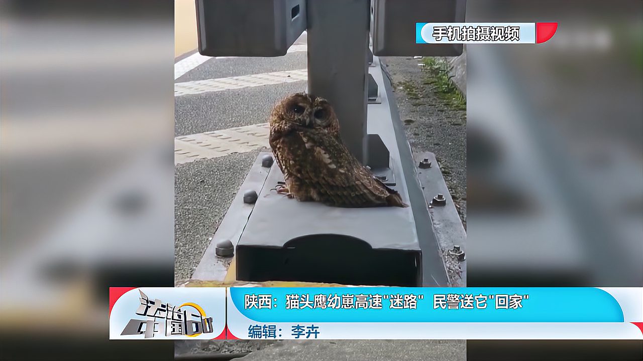 [图]陕西:猫头鹰幼崽高速“迷路”民警送它“回家”