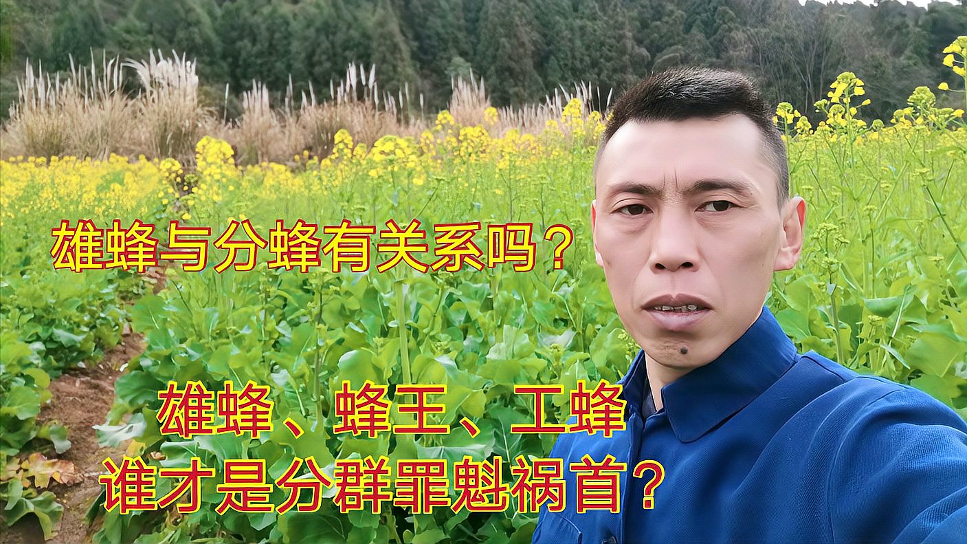 [图]蜜蜂分群的主谋是谁?割雄蜂脾有没有必要?雄蜂究竟有什么作用?