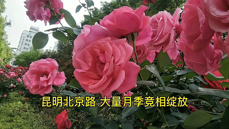 [图]春城昆明又多了一处赏花的好去处,这么大的花朵见过吗?美呆了!