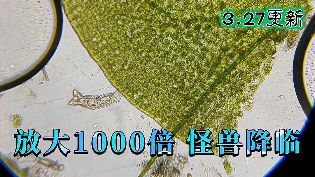 [图]【微观世界】放大1000倍鱼缸里有什么?|轮虫|线虫|各种好玩的