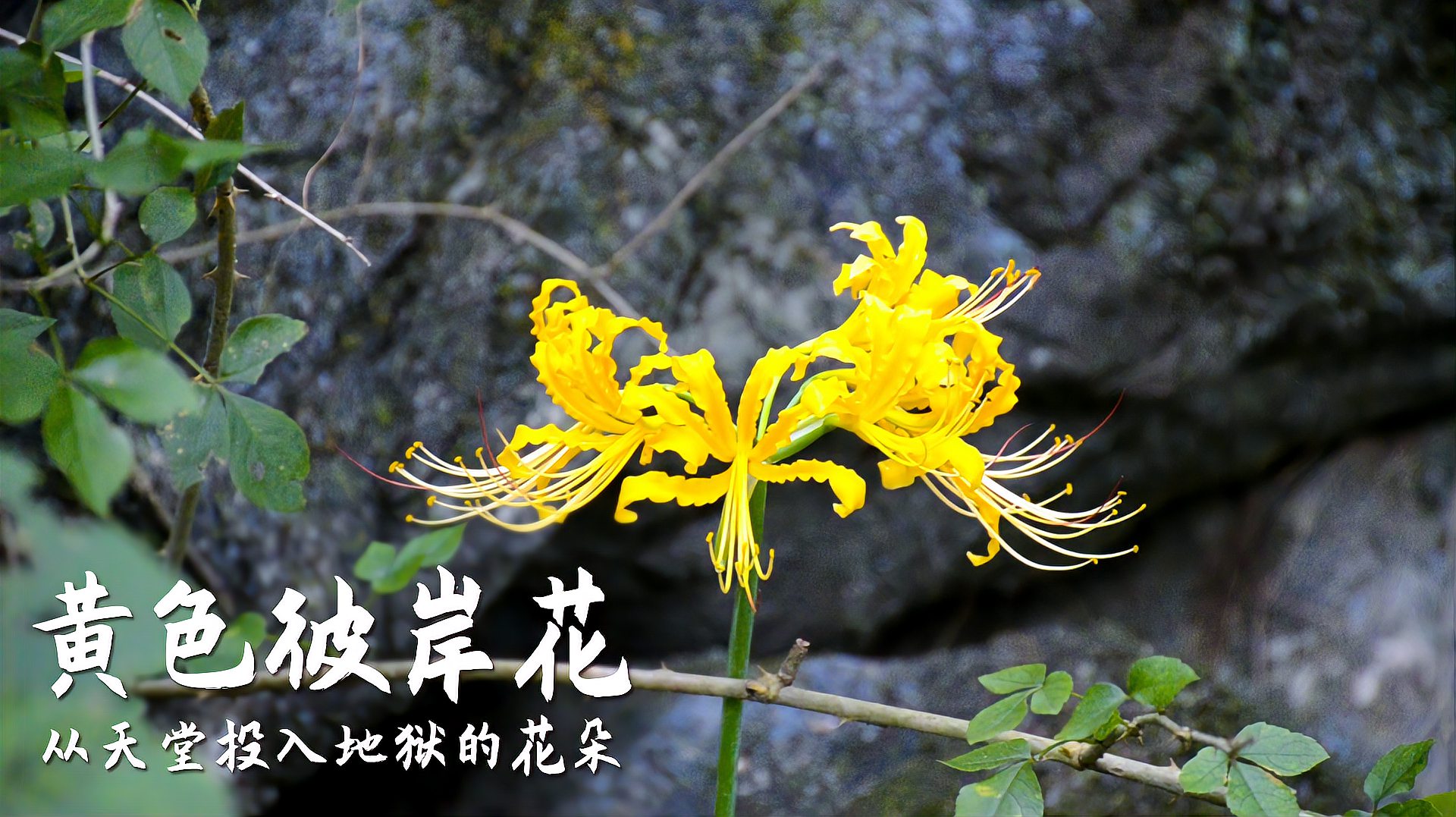 [图]变异的彼岸花你见过吗？国庆长假小伙登山寻花，找到3朵好兴奋