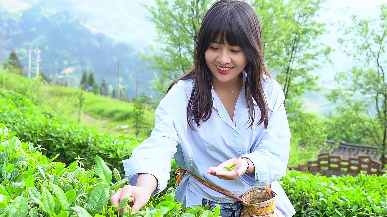 [图]贵州是个神奇的地方，阿渔妹和美女上山采茶制茶，场面真是壮观