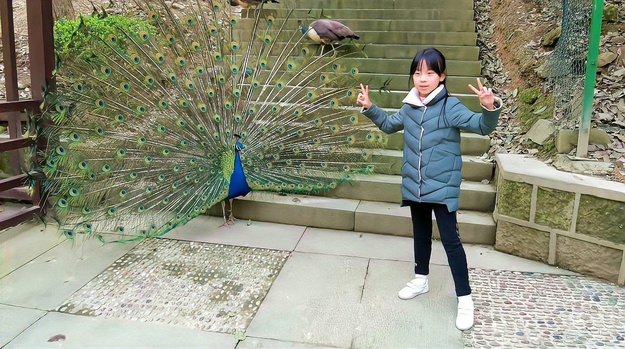 [图]绍兴大禹陵百鸟乐园,遇百鸟之王孔雀惊艳开屏,这画面太美了