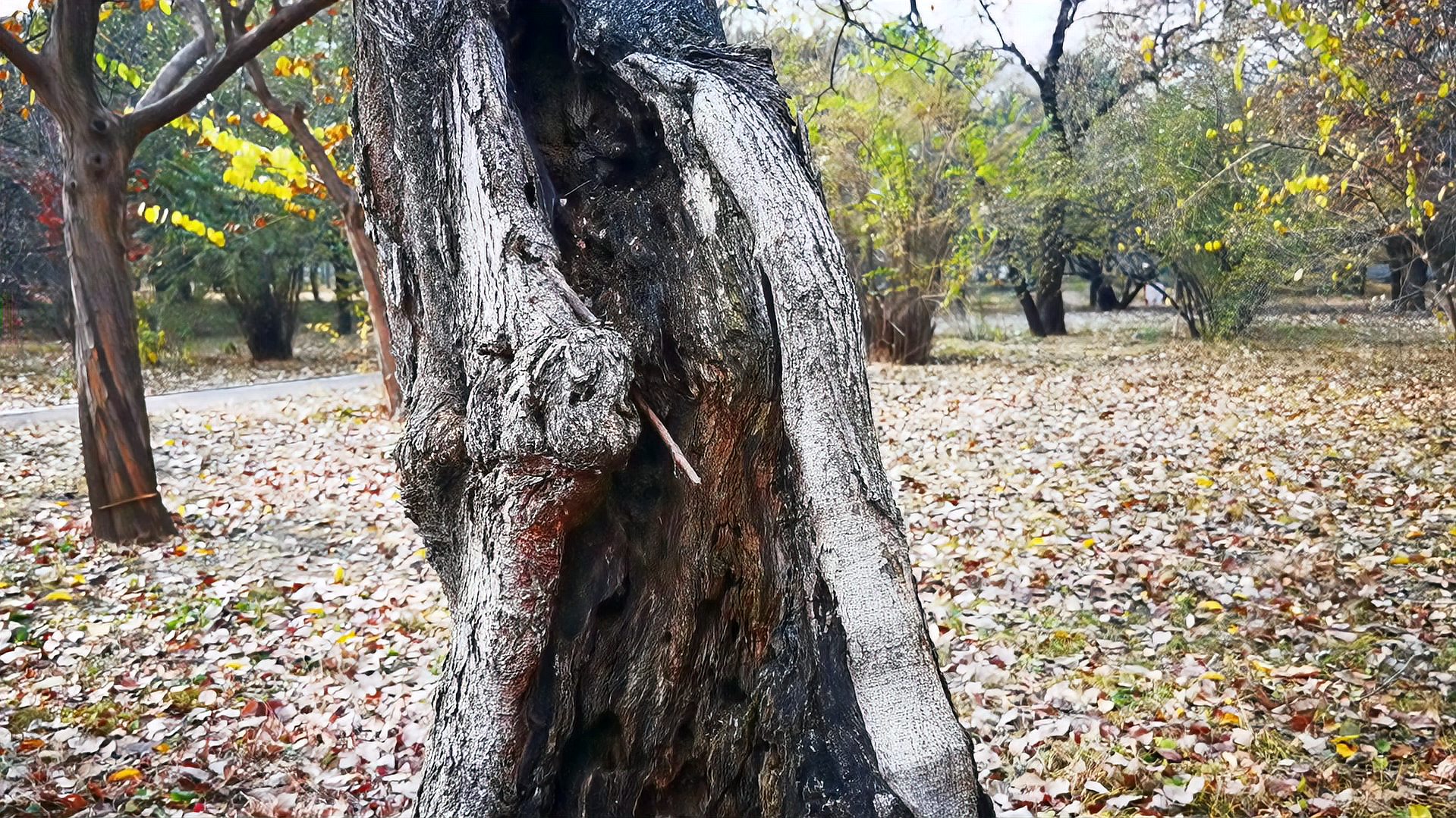 [图]生命之树长青!北京植物园发现棵柘树,主干已经朽烂依然枝繁叶茂