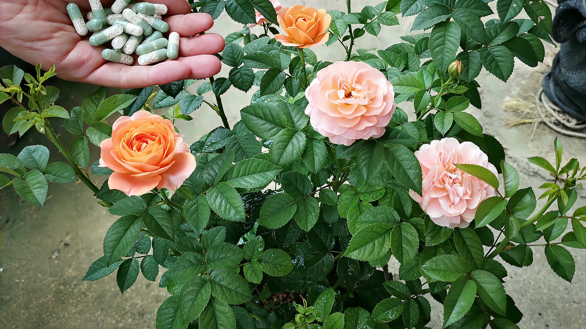 [图]梅雨季节,月季最怕什么?还好知道得早