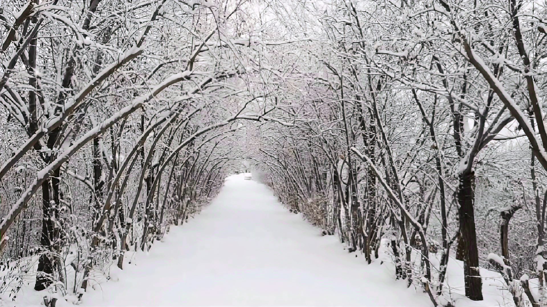 [图]冬天的雪是上帝写给人间的诗!