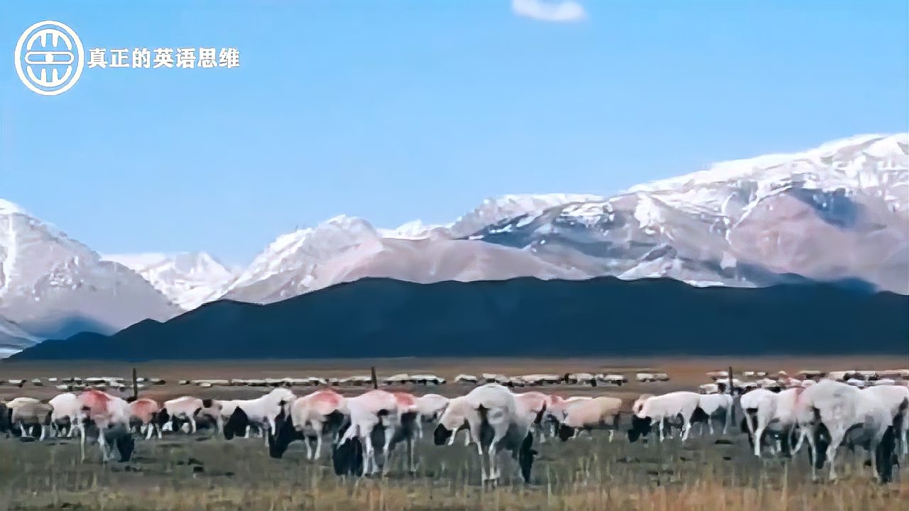 [图]雪山、草原、羊群、静静流淌的河