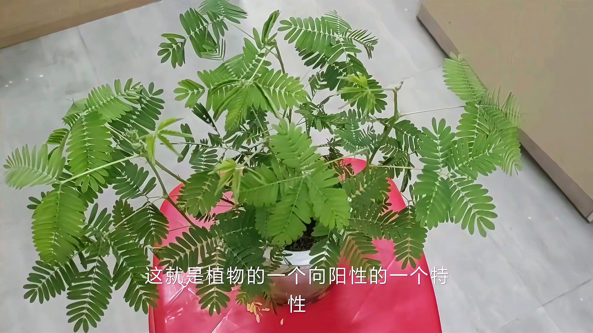 [图]在日常办公桌上,植物会向着阳光生长吗?科学揭秘植物的向阳性