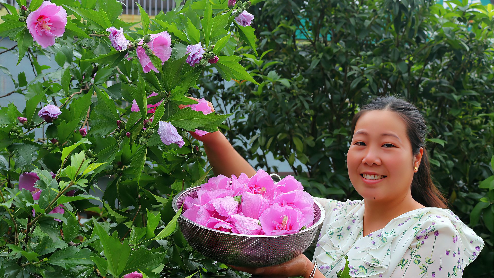 [图]木槿花又可以吃了，粉红色的花朵格外鲜艳，真是难得的美味