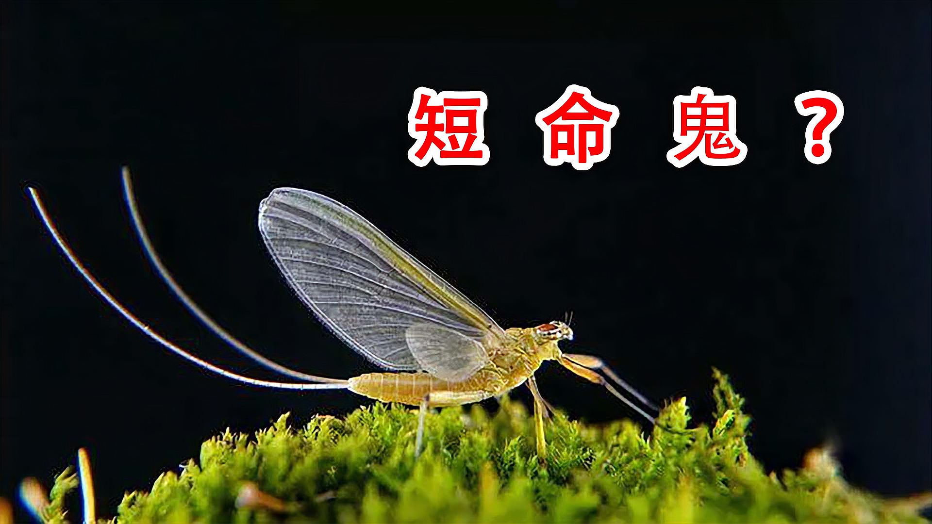 [图]「歪叔说」蜉蝣真的是短命鬼吗?只能活一天?