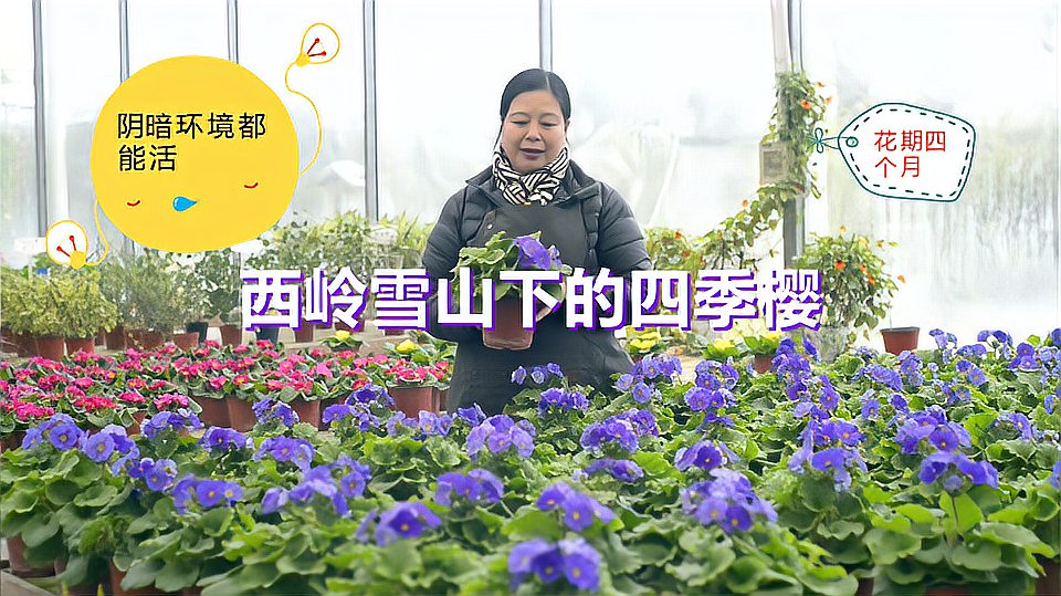 [图]懒人养花进阶入门:西岭雪山下都能活的四季樱,花期4个月好打理