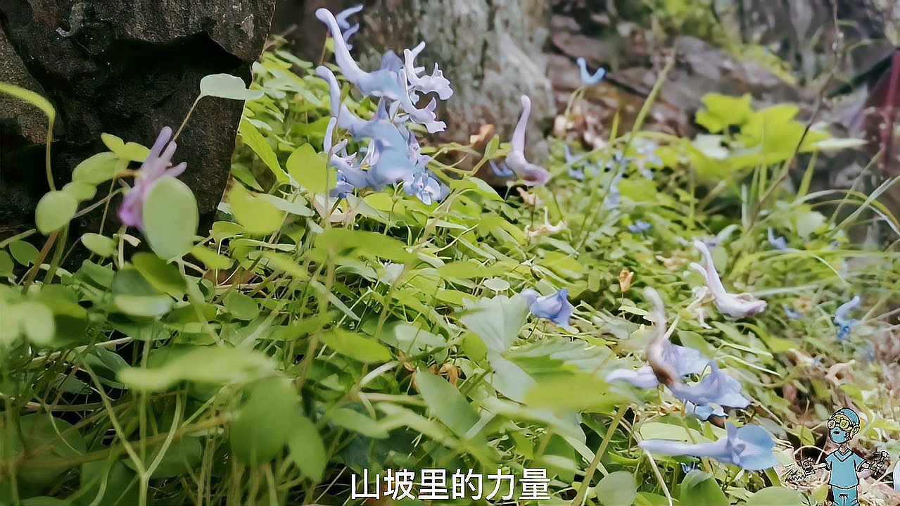 [图]《生命的力量》-植物的力量