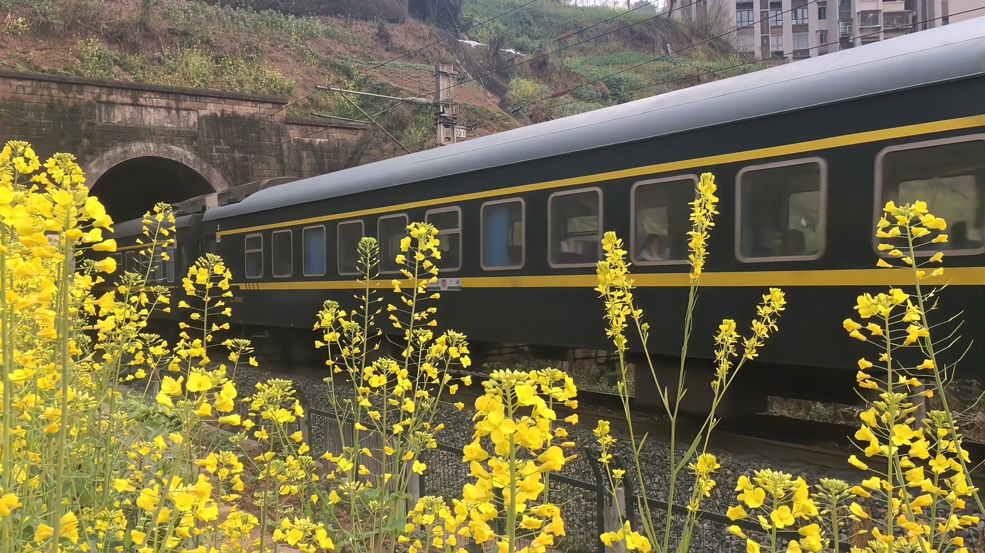 [图]重庆网红开往春天列车来来往往,穿隧道跨桥梁,油菜花李花齐绽放