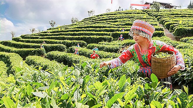 [图]继承父业做好茶 她带领全村人脱贫致富