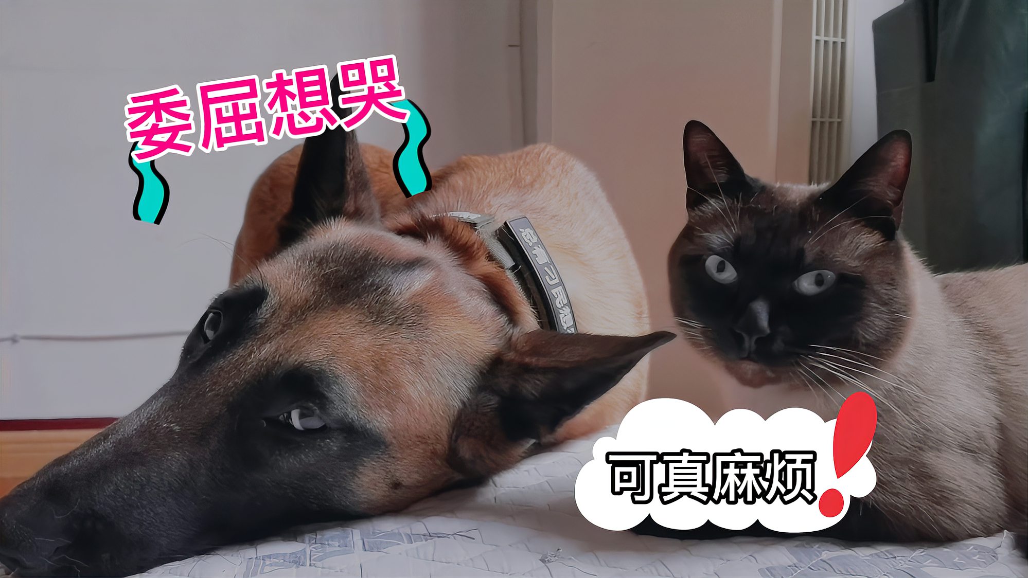 [图]猫咪只顾着玩新的猫爬架,忽略了狗狗,于是小心翼翼的哄着狗狗