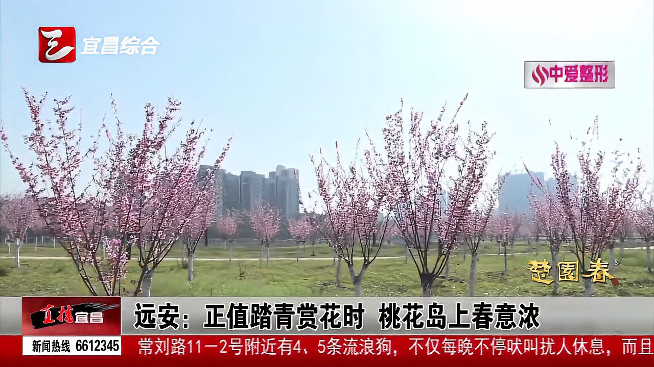 [图]远安:正值踏青赏花时 桃花岛上春意浓