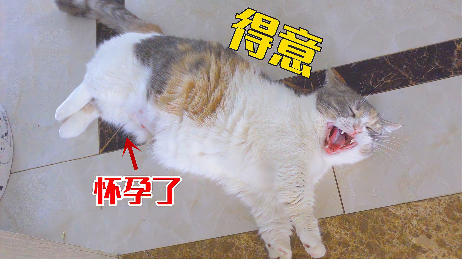 [图]自从家里猫怀孕后，老公天天守着猫，都不理我了！