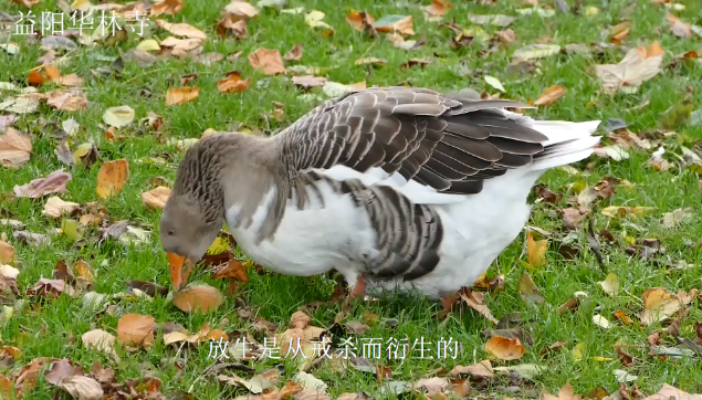 [图]放生小动物发朋友圈的句子,放生鲤鱼财运最旺