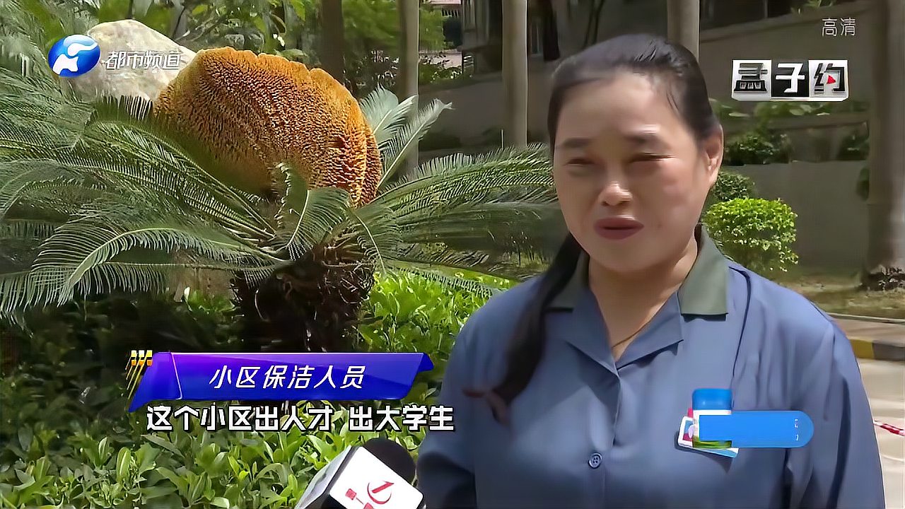 [图]铁树开花!小区业主:像彩虹一样,几十年难得一遇,快来看看吧!