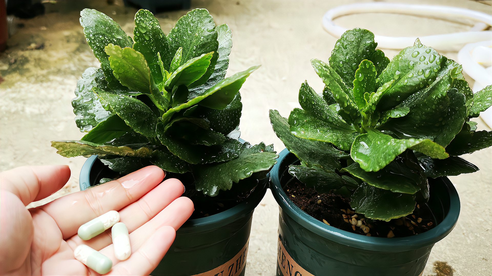 [图]梅雨季节，长寿花最怕什么？看完就知道怎么养了