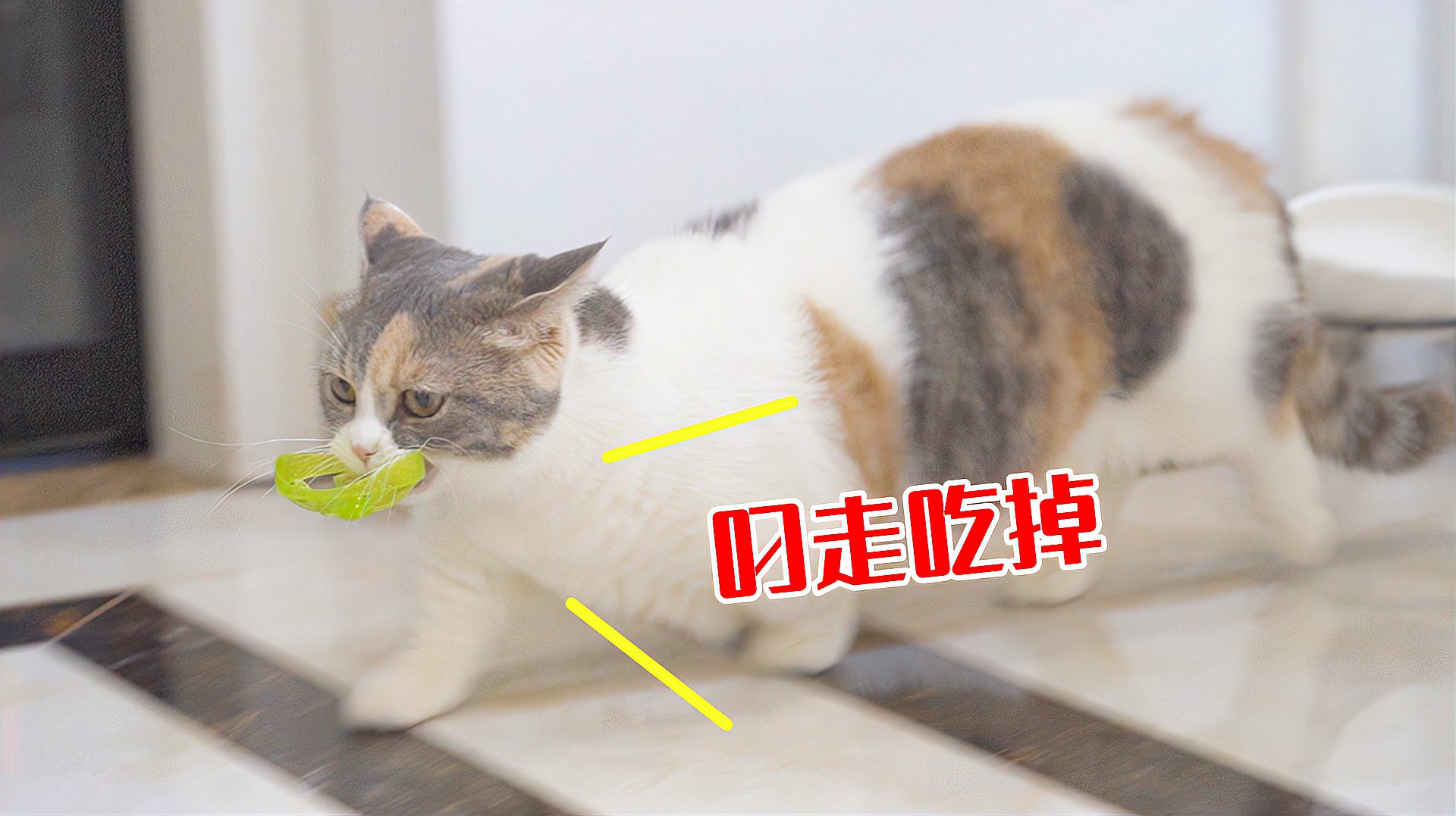 [图]养了一只会接飞盘的猫是什么体验？猫：汪汪！