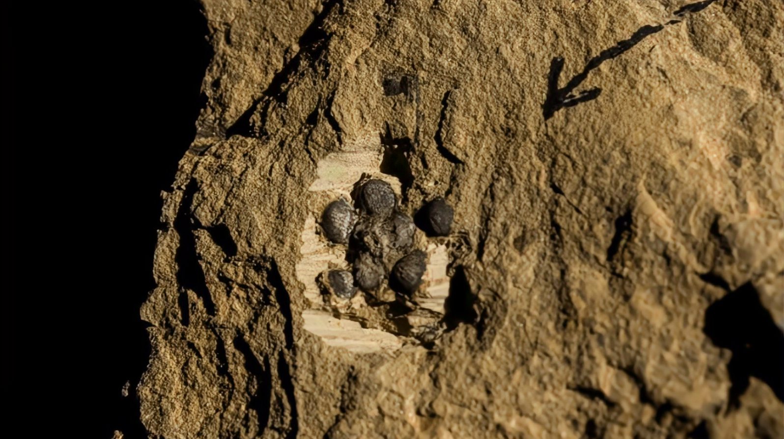 [图]1500万年前的这朵花，解开了植物界的难题，它困扰了人类上百年