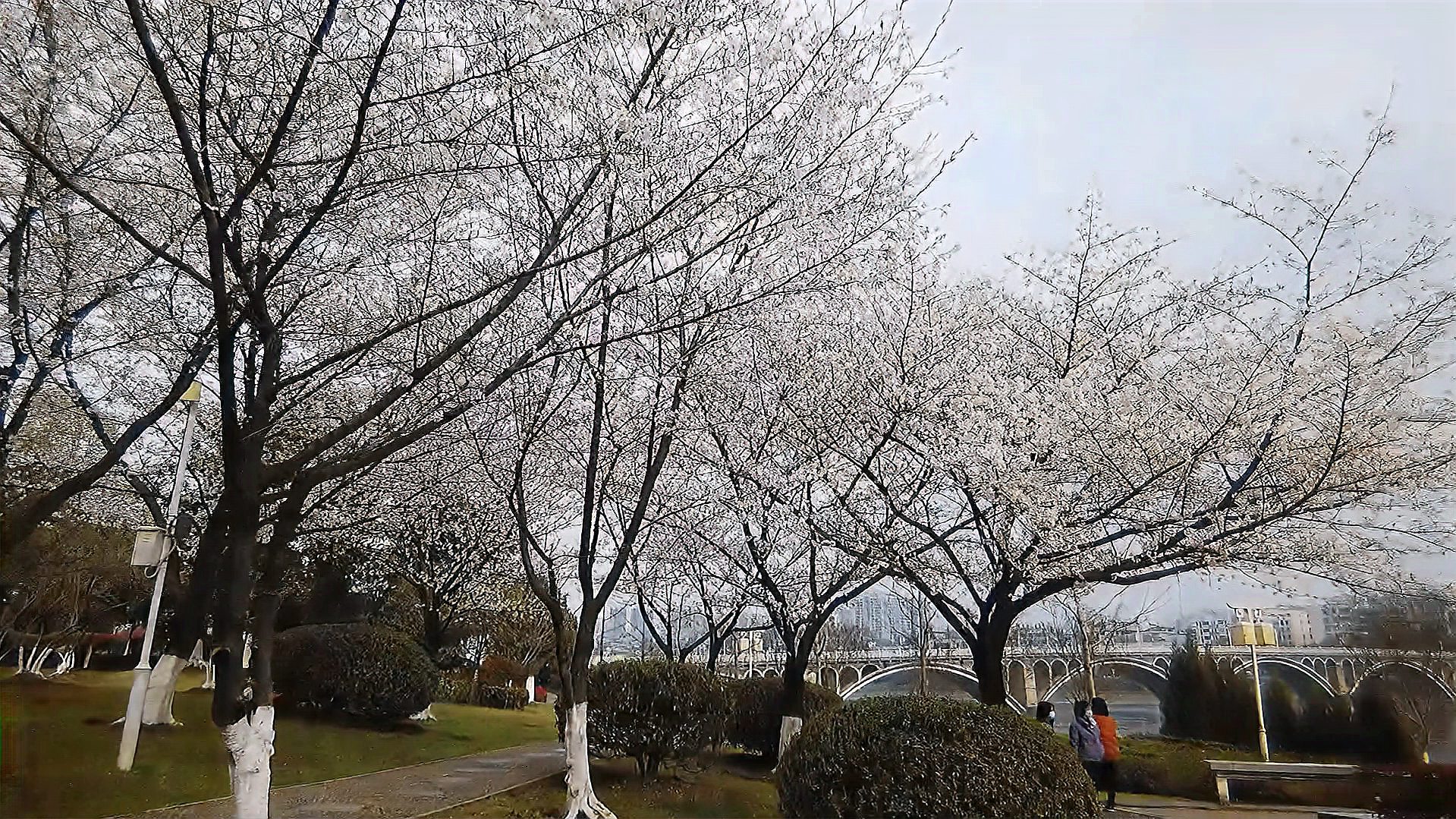 [图]又到樱花浪漫时,湖北平平哥带你到宜昌小溪塔看樱花,真是太美了