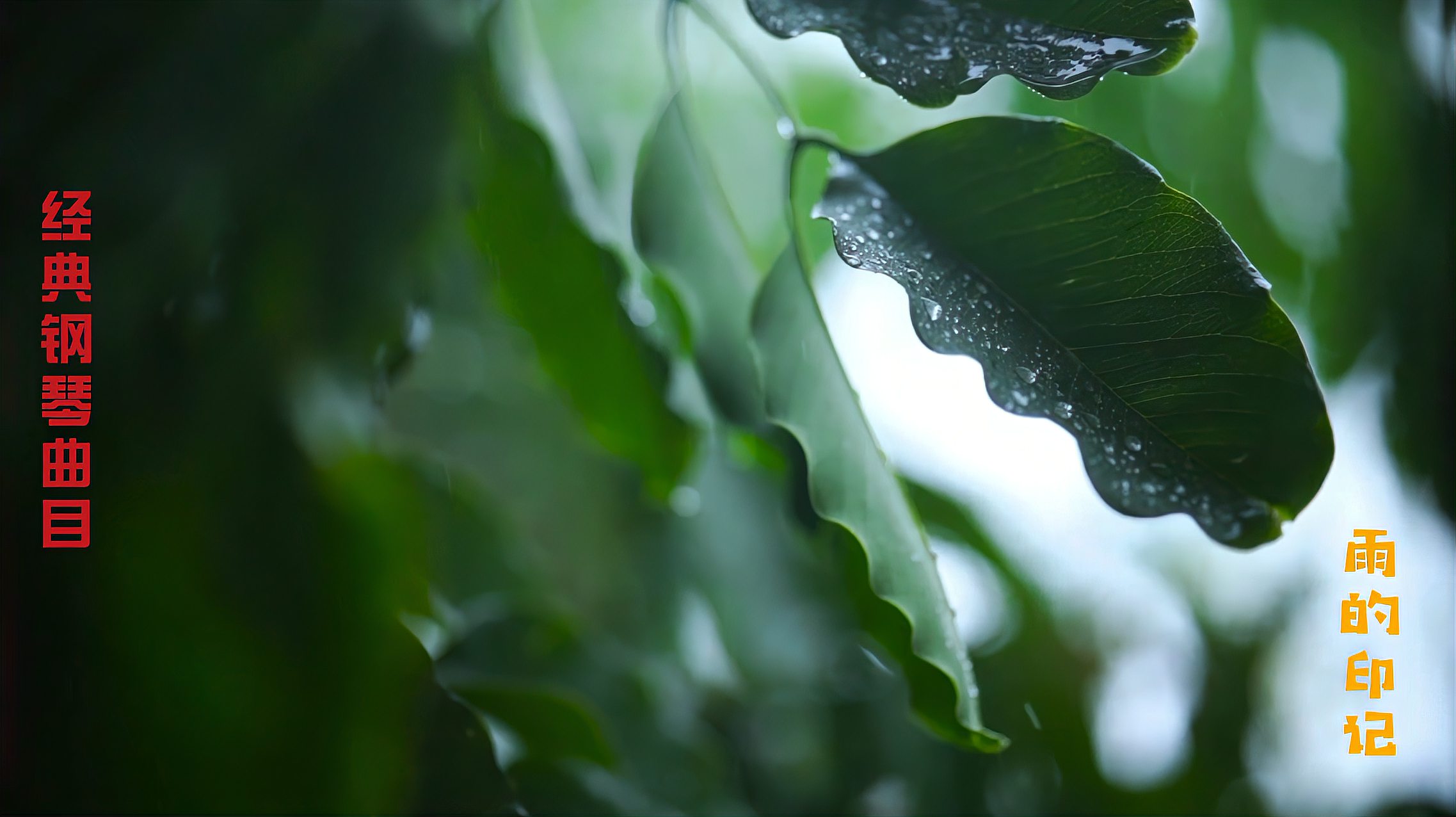 [图]经典钢琴曲目《雨的印记》纯净美好